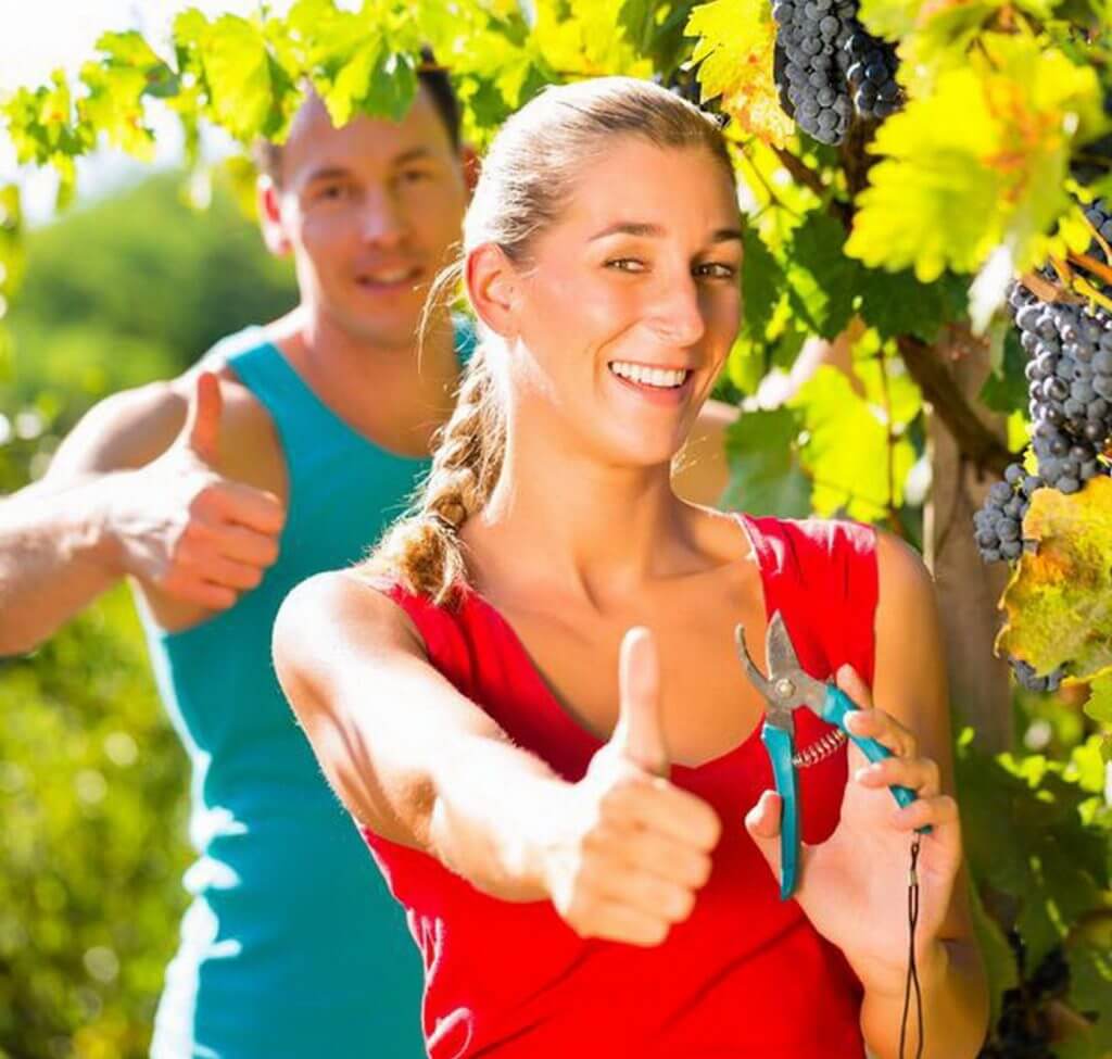 Egy fiatal nő és férfi szüret idején szőlőt metszenek a napsütésben