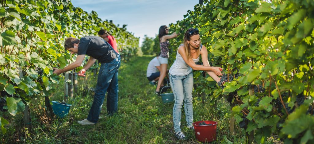 Pleasure-harvest with Mokos Winery