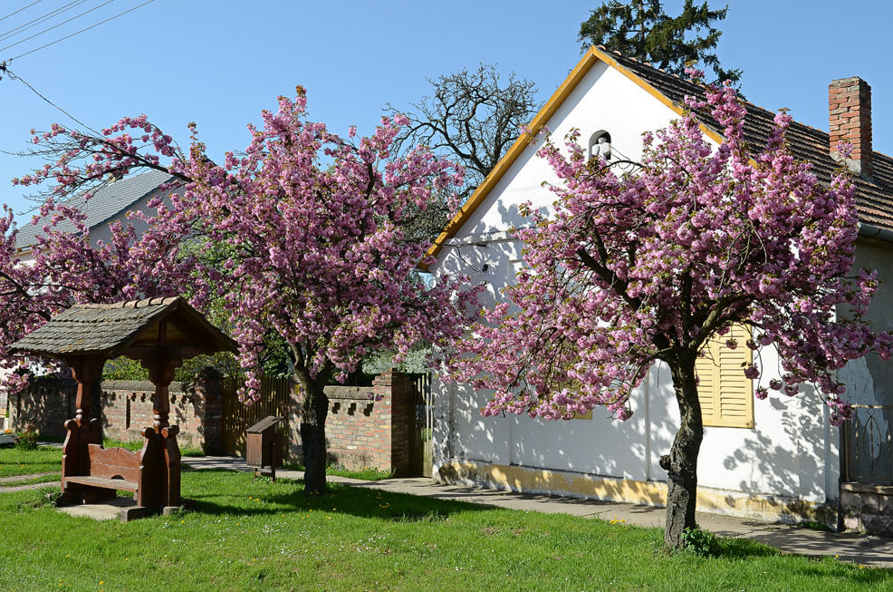 Palkonyán egy parasztház az utcáról előtte virágzó fákkal