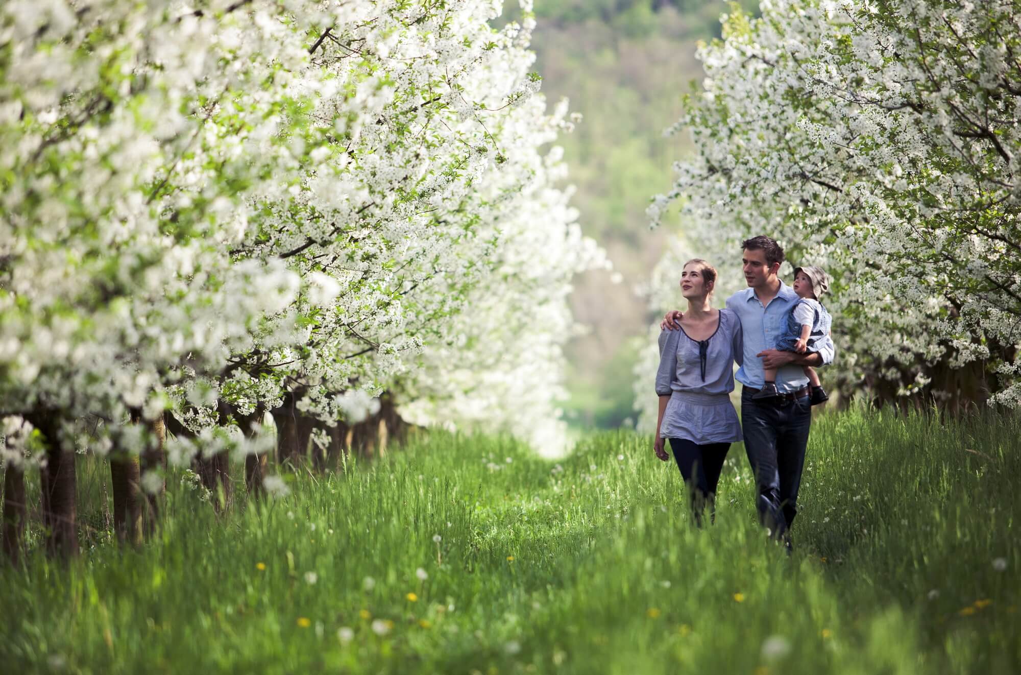 Egy pár kisgyerekkel a kezében sétál a virágzó gyümölcsfák között